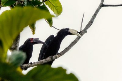 Malaienhornvogel (M&W) / Black Hornbill