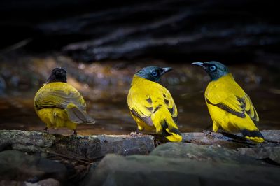 Schwarzkopfbülbül / Black-headed Bulbul