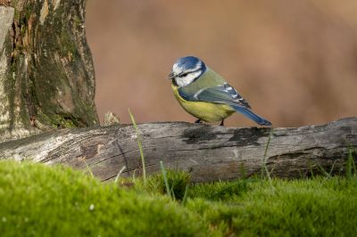 Blaumeise / Eurasian Blue Tit