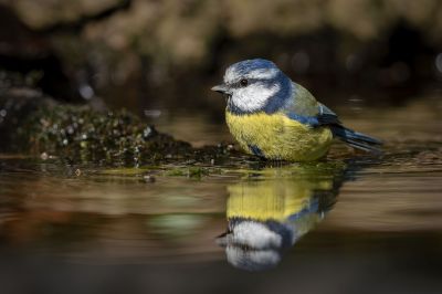 Blaumeise / Eurasian Blue Tit