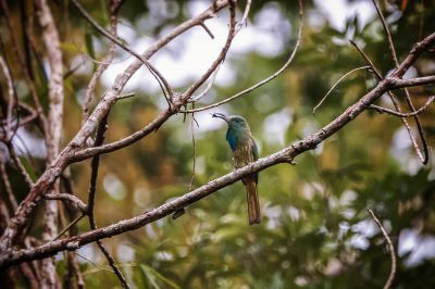 Blaubartspint / Blue-bearded Bee-eater