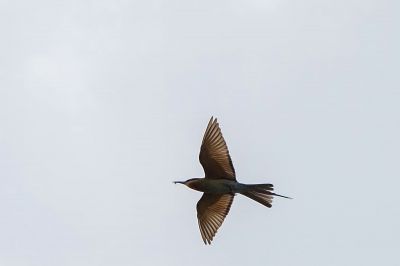 Blauschwanzspint / Blue-tailed Bee-eater