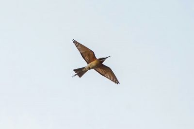 Blauschwanzspint / Blue-tailed Bee-eater