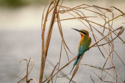 Blauschwanzspint / Blue-tailed Bee-eater