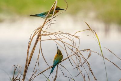 Blauschwanzspint / Blue-tailed Bee-eater