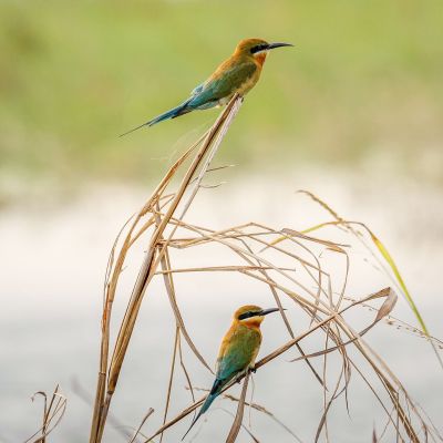 Blauschwanzspint / Blue-tailed Bee-eater