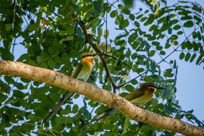 Blauschwanzspint / Blue-tailed Bee-eater
