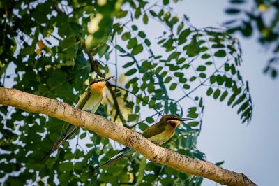 Blauschwanzspint / Blue-tailed Bee-eater