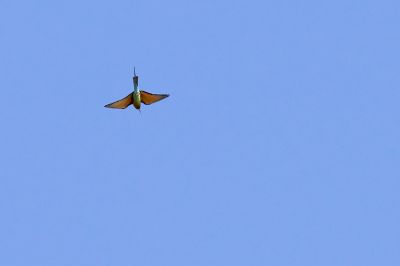 Blauschwanzspint / Blue-tailed Bee-eater