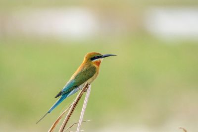 Blauschwanzspint / Blue-tailed Bee-eater