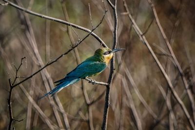 Blauschwanzspint / Blue-tailed Bee-eater