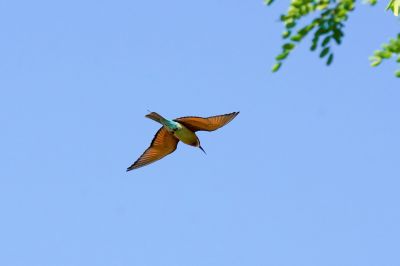 Blauschwanzspint / Blue-tailed Bee-eater