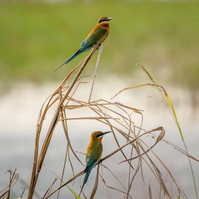 Blauschwanzspint / Blue-tailed Bee-eater