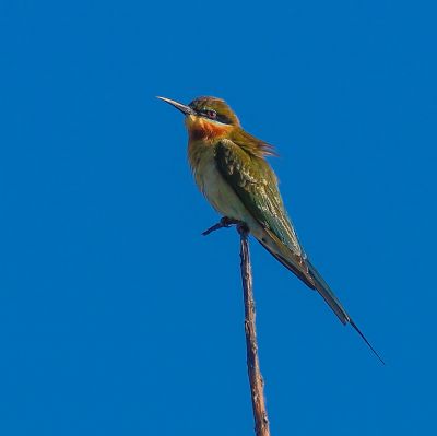 Blauschwanzspint / Blue-tailed Bee-eater