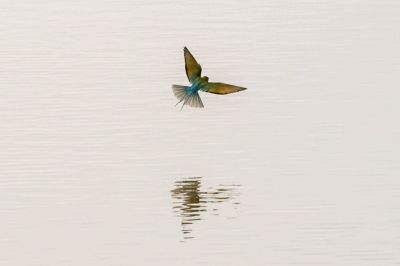 Blauschwanzspint / Blue-tailed Bee-eater