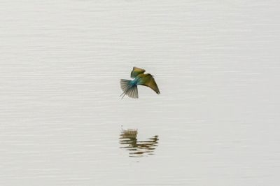 Blauschwanzspint / Blue-tailed Bee-eater