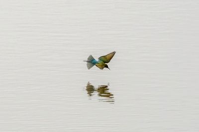 Blauschwanzspint / Blue-tailed Bee-eater