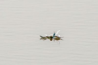 Blauschwanzspint / Blue-tailed Bee-eater