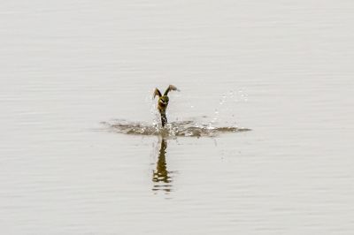 Blauschwanzspint / Blue-tailed Bee-eater