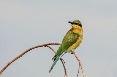 Blauschwanzspint (J) / Blue-tailed Bee-eater