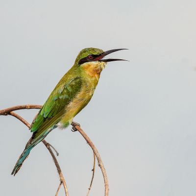 Blauschwanzspint (J) / Blue-tailed Bee-eater