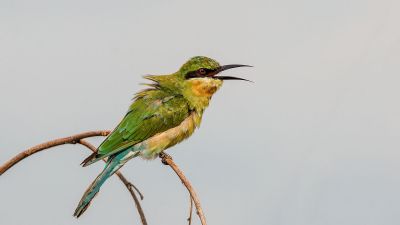 Blauschwanzspint (J) / Blue-tailed Bee-eater