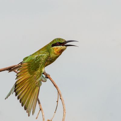 Blauschwanzspint (J) / Blue-tailed Bee-eater