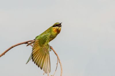 Blauschwanzspint (J) / Blue-tailed Bee-eater