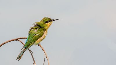 Blauschwanzspint (J) / Blue-tailed Bee-eater