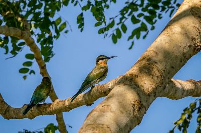 Blauschwanzspint (J) / Blue-tailed Bee-eater
