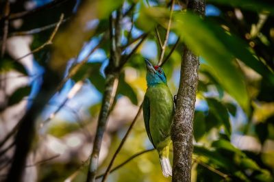 Blauwangen-Bartvogel / Blue-throated Barbet