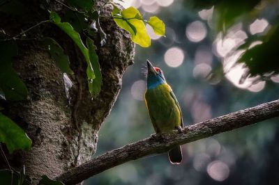 Blauwangen-Bartvogel / Blue-throated Barbet