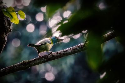 Blauwangen-Bartvogel / Blue-throated Barbet