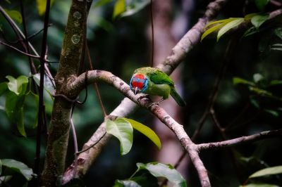 Blauwangen-Bartvogel / Blue-throated Barbet