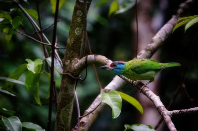 Blauwangen-Bartvogel / Blue-throated Barbet