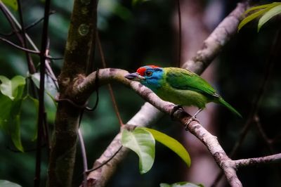 Blauwangen-Bartvogel / Blue-throated Barbet