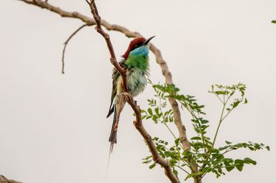 Malaienspint / Blue-throated Bee-eater