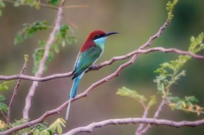 Malaienspint / Blue-throated Bee-eater