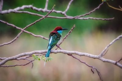Malaienspint / Blue-throated Bee-eater
