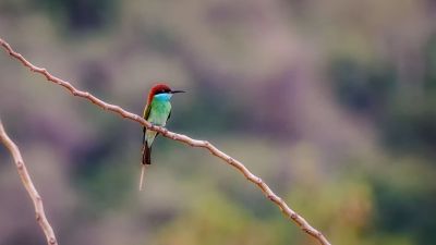 Malaienspint / Blue-throated Bee-eater