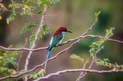 Malaienspint / Blue-throated Bee-eater