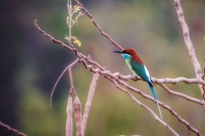 Malaienspint / Blue-throated Bee-eater