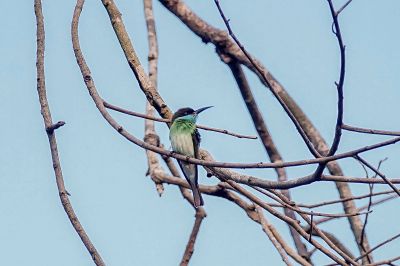 Malaienspint / Blue-throated Bee-eater