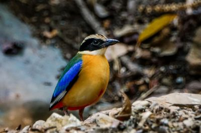 Kleine Blauflügelpitta / Blue-winged Pitta