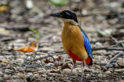 Kleine Blauflügelpitta / Blue-winged Pitta