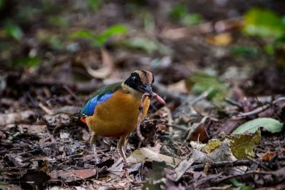 Kleine Blauflügelpitta / Blue-winged Pitta