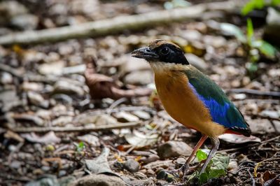 Kleine Blauflügelpitta / Blue-winged Pitta