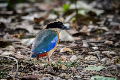 Kleine Blauflügelpitta / Blue-winged Pitta