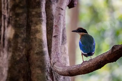 Kleine Blauflügelpitta / Blue-winged Pitta