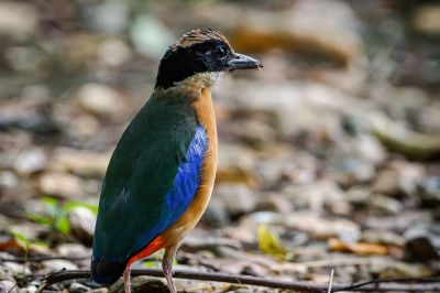 Kleine Blauflügelpitta / Blue-winged Pitta